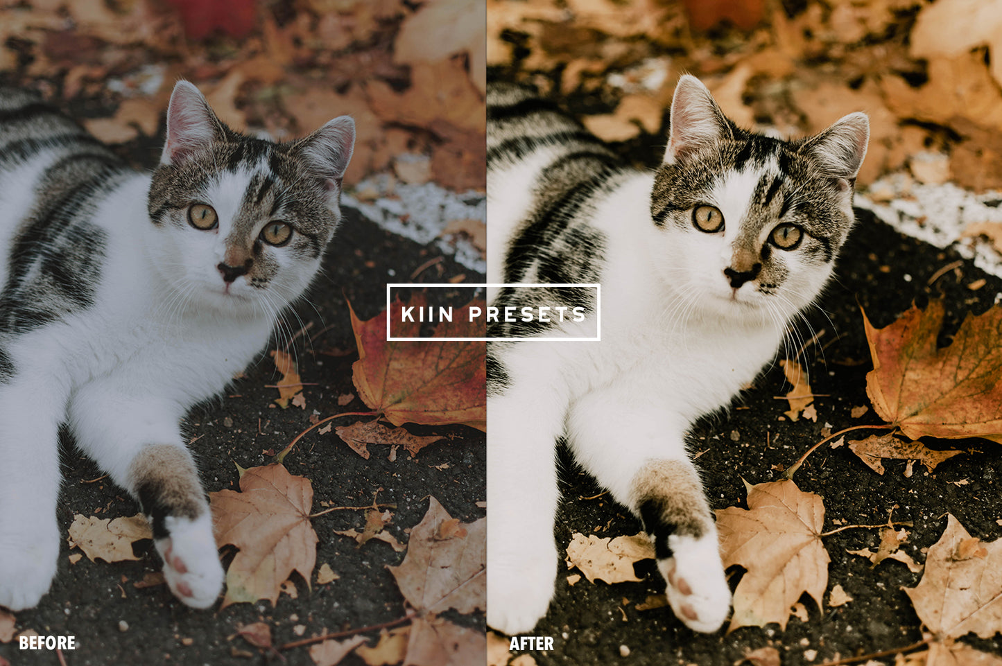 10 PUMPKIN LIGHTROOM MOBILE & DESKTOP PRESETS