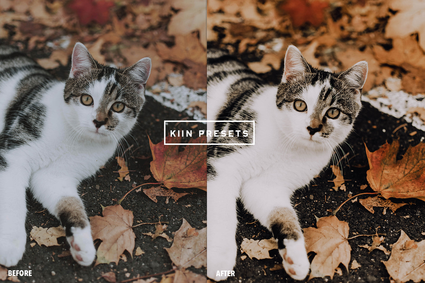 10 OCTOBER LIGHTROOM MOBILE & DESKTOP PRESETS