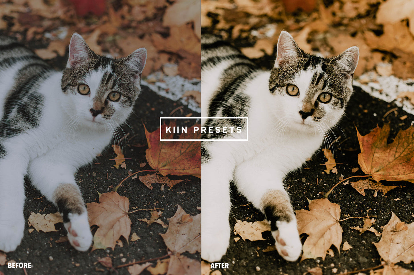 10 PUMPKIN LIGHTROOM MOBILE PRESETS